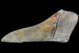 Partial Fossil Megalodon Tooth - Serrated Blade #84251-1
